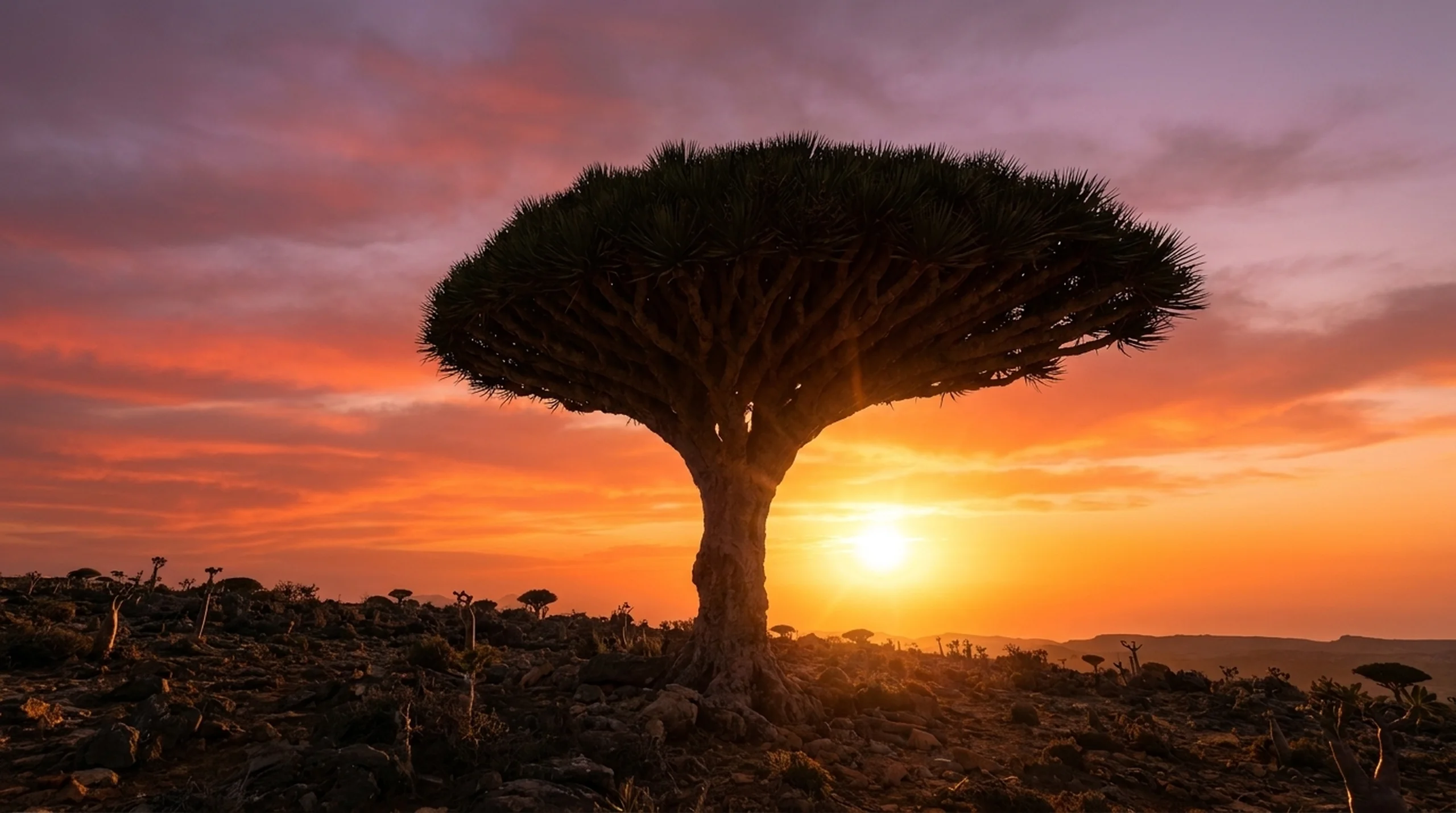 Dragon Blood Tree silhouette at sunset